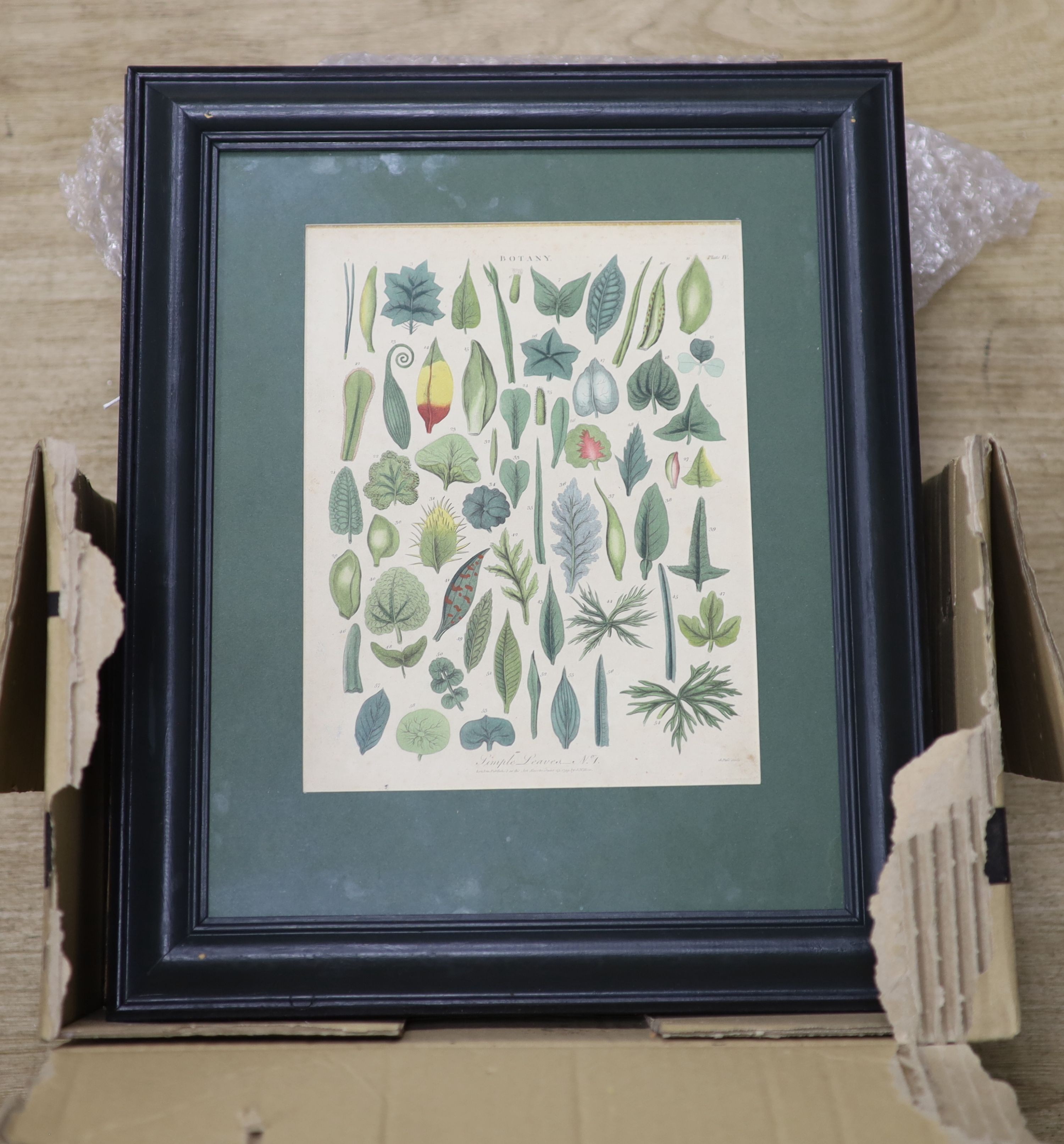 A set of eight 19th century hand coloured botanical engravings, 26 x 20cm